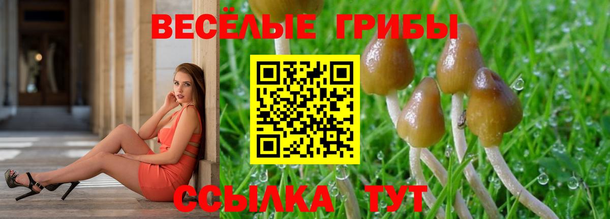 Псков  Псилоцибиновые грибы MAGIC MUSHROOMS  Вход с VPN  Псилоцибиновые грибы Psilocybine cubensis 